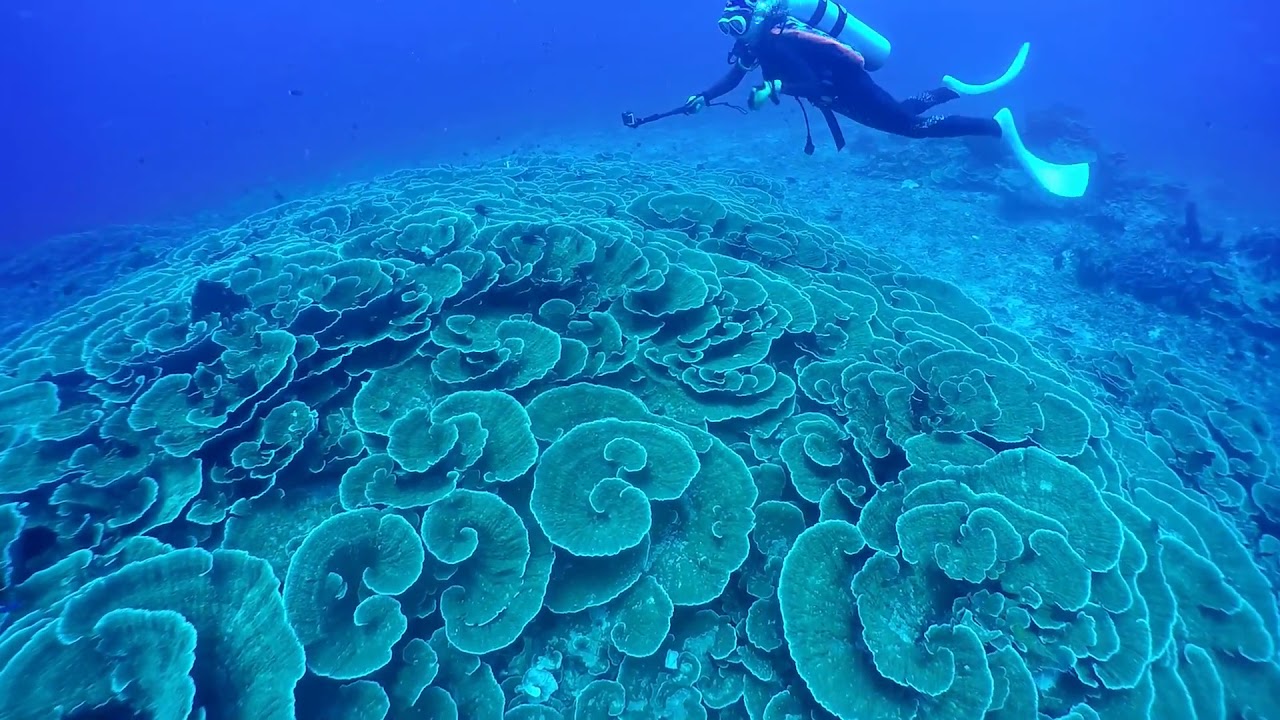 Diving