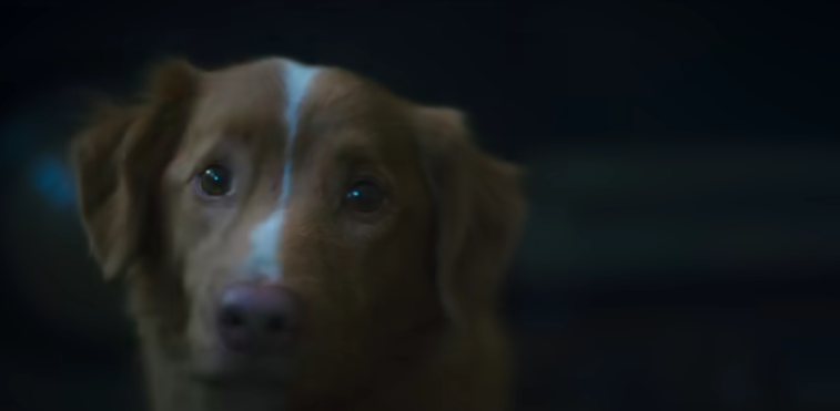 Film Horor Good Boy - good boy horror movie