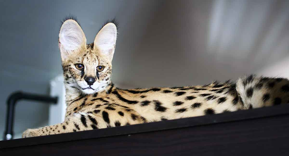 Inilah 5 Kucing Peliharaan yang Memiliki Harga Fantastis