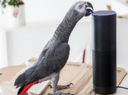 Kocak! Sukses Tiru Suara Pemilik, Burung Beo ini Belanja Online