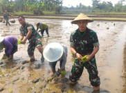 Bantu Swasembada Pangan Tani, ini yang Dilakukan Kodim 0508/Depok