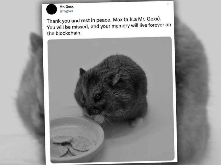 Hamster Bintang Trading Cryptocurrency Mati