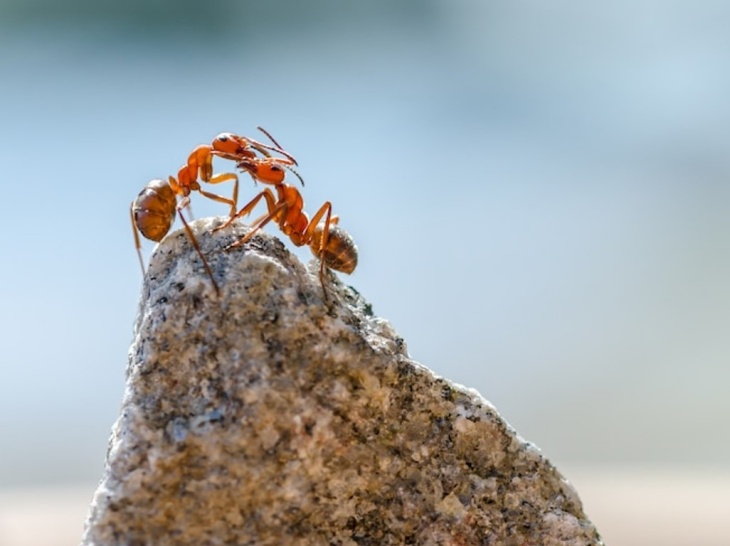 Ilmuwan Perkirakan Ada 20 Kuadriliun Semut di Muka Bumi
