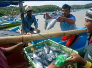Aktivitas Lelang Ikan di Pekalongan Lumpuh, Ini Gara-garanya