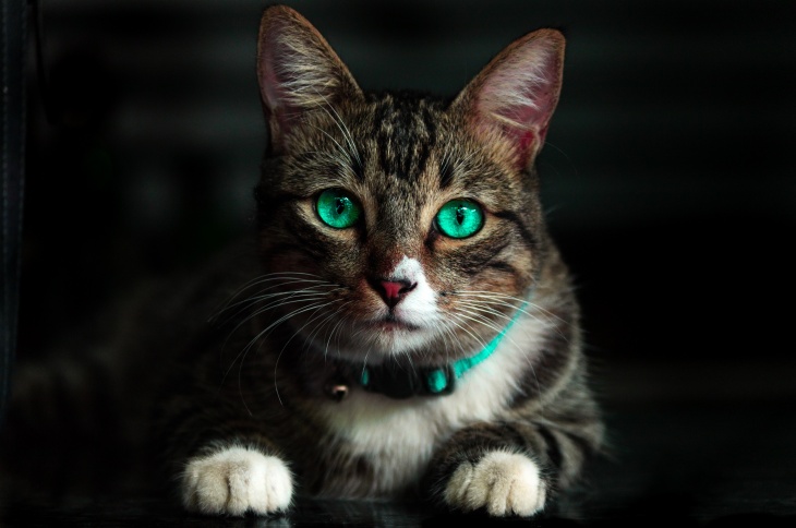 Lagi, Seekor Kucing Membajak Pesawat Hingga Lakukan Pendaratan Darurat