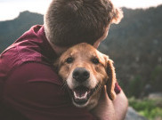 Jenis-jenis Anjing yang Punya Bulu Minim, Cocok untuk yang Alergi