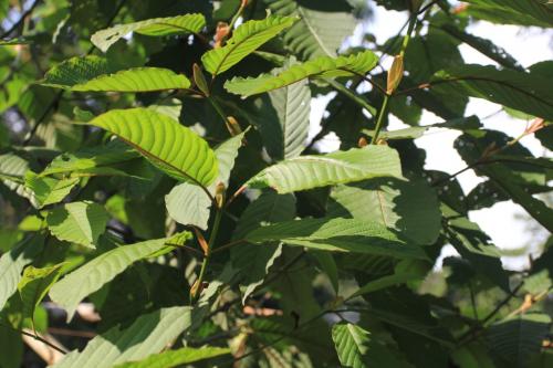 Mengenal Tanaman Kratom Yang Dikonsumsi Warga Kalimantan Yang Jadi Polemik