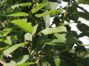 Mengenal Tanaman Kratom Yang Dikonsumsi Warga Kalimantan Yang Jadi Polemik