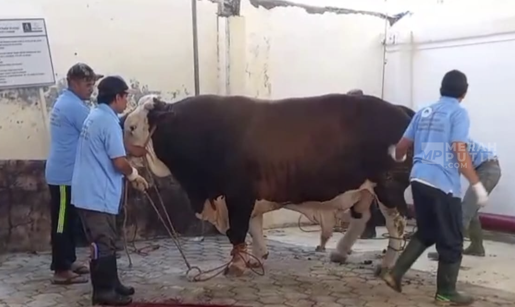 Masjid Agung Surakarta Potong Sapi Milik Prabowo Berbobot 1,019 Ton dan Pemberian Gibran dengan Berat 980 Kg