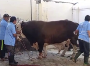 Masjid Agung Surakarta Potong Sapi Milik Prabowo Berbobot 1,019 Ton dan Pemberian Gibran dengan Berat 980 Kg