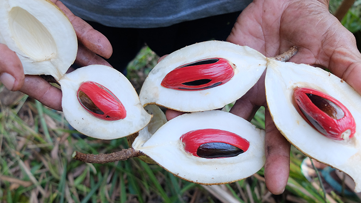 Jadi Primadona Dunia, Ini Fakta Menarik Tanaman Pala Khas Papua