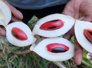 Jadi Primadona Dunia, Ini Fakta Menarik Tanaman Pala Khas Papua