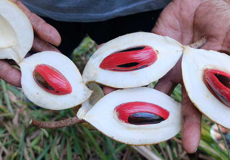 Jadi Primadona Dunia, Ini Fakta Menarik Tanaman Pala Khas Papua