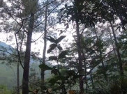 Beli Tiket Tahura Djuanda Bandung Bisa Lewat Aplikasi Sapawarga