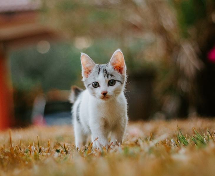 kucing