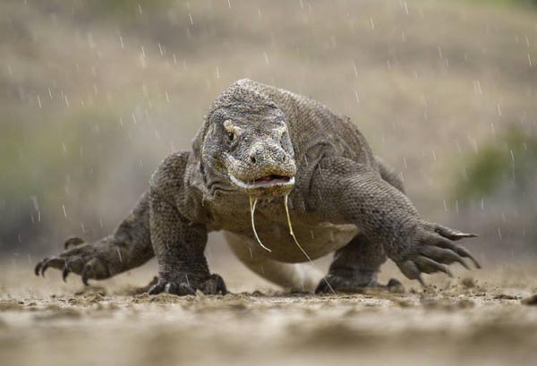 Taman Nasional Komodo
