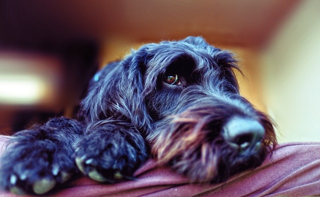 Poodle termasuk anjing yang mudah sakit (Foto :Pixabay/Bru-nO)