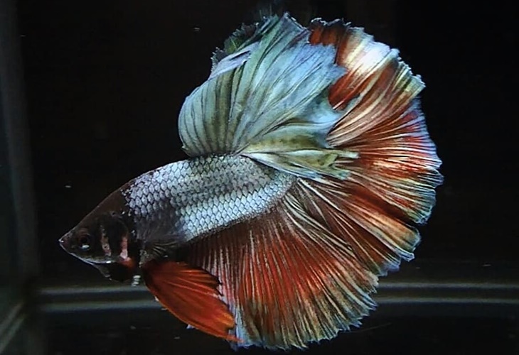 Ada Triknya, ini Tips Pelihara Ikan Cupang bagi Pemula