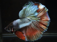 Ada Triknya, ini Tips Pelihara Ikan Cupang bagi Pemula