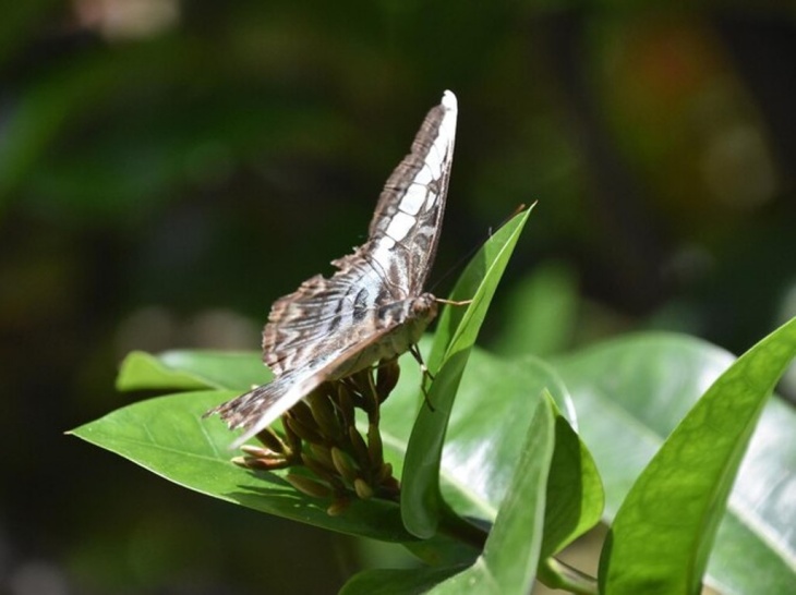 Studi Tunjukkan Keberadaan DNA Serangga di Setiap Cangkir Teh