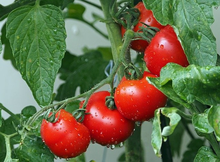 makanan