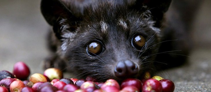 kopi