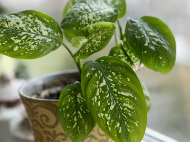 daun bahagia