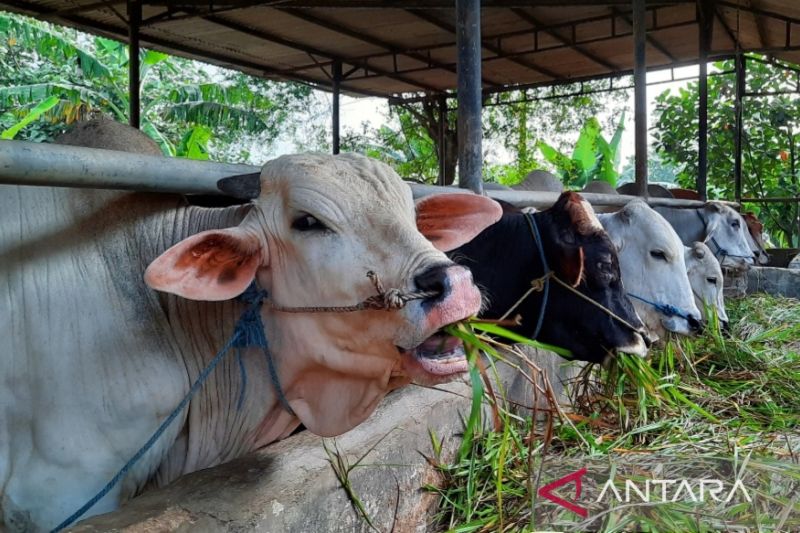 600.572 Ekor Sapi Sudah Divaksin PMK