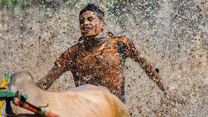 Pacu Jawi, Atraksi Wisata di Tanah Datar yang Memukau