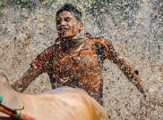 Pacu Jawi, Atraksi Wisata di Tanah Datar yang Memukau