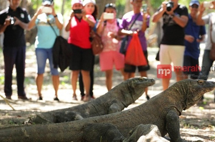 Berikut Fakta Menarik Tentang Taman Nasional Komodo - MerahPutih