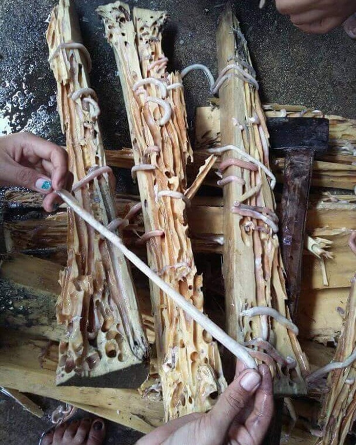 Teok masih dalam kayu. (Foto: facebook.com/ferni.cutegirl)