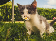Lima Bunga yang Berbahaya untuk Kucing