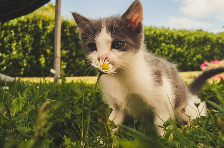 Lima Bunga yang Berbahaya untuk Kucing