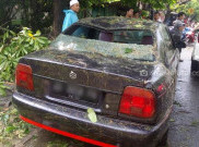 Hujan Angin di Solo, Pohon Tumbang Timpa Dua Mobil Parkir