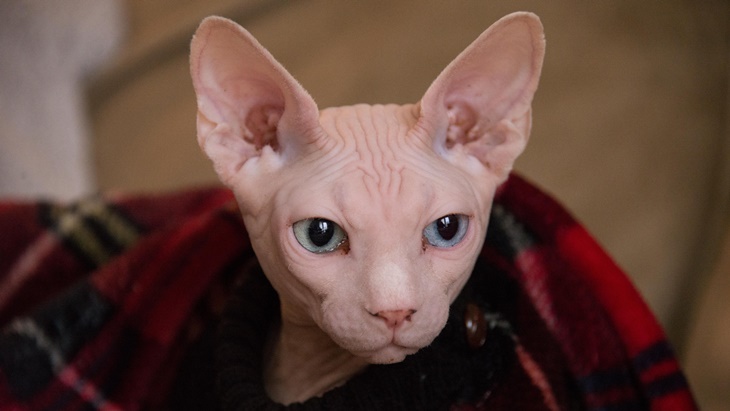 kucing