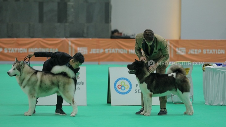 Mengenal Profesi Dog Handler, sang Pendamping Anjing saat Kompetisi