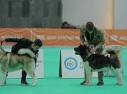 Mengenal Profesi Dog Handler, sang Pendamping Anjing saat Kompetisi