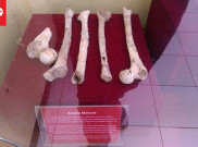 Temuan Fosil Kerangka Manusia di Kawasan Cagar Budaya Batujaya