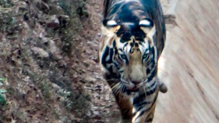 Hampir Punah, Harimau Hitam Tertangkap Kamera