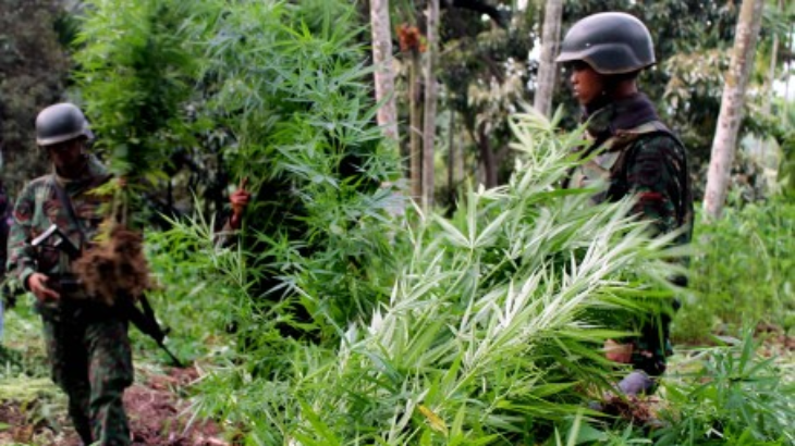 Ladang Ganja Seluas 20 Hektare Ditemukan Di Lhokseumawe