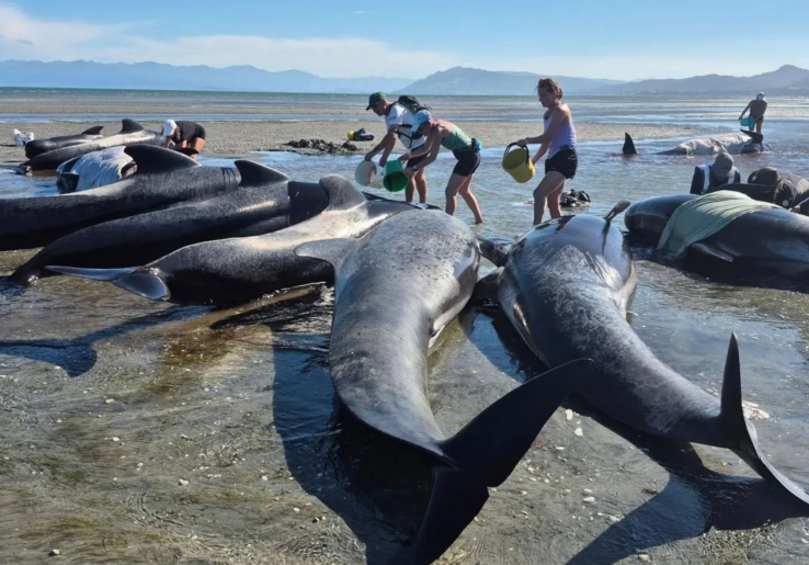 6 Paus Pilot Mati Terdampar di Pantai Terpencil Selandia Baru, 15 Ekor masih Berusaha Diselamatkan