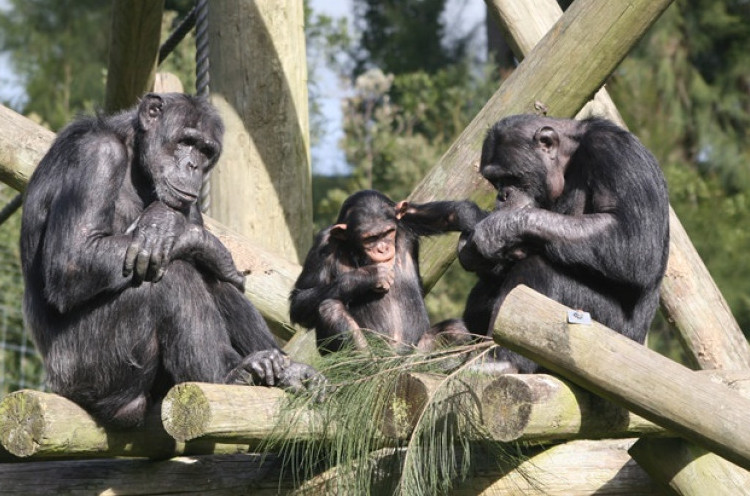 Tak Hanya Manusia, Simpanse juga Senang Flexing