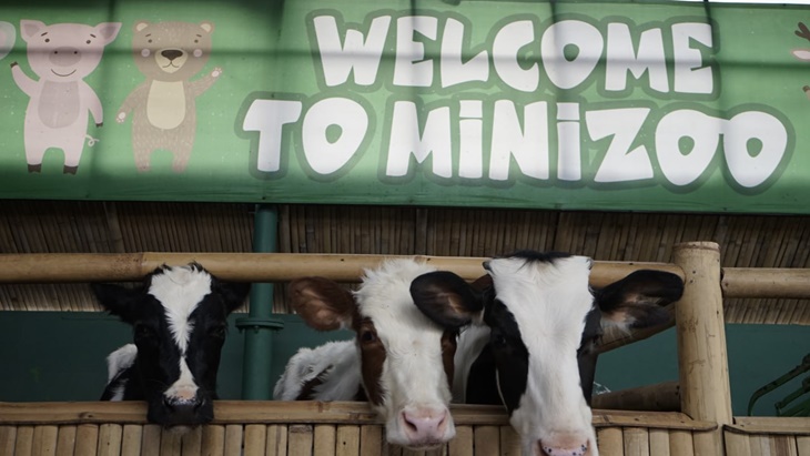 mini zoo