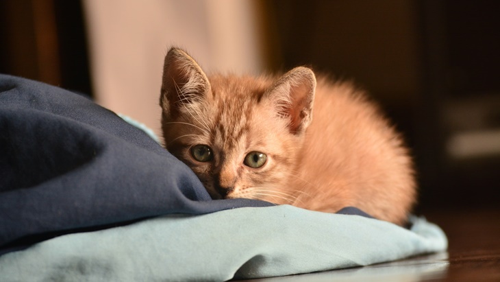 kucing