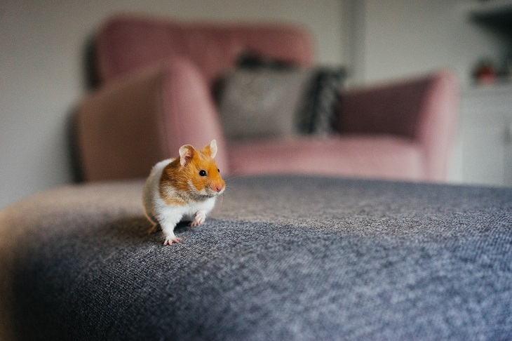 tips jinakkan hamster