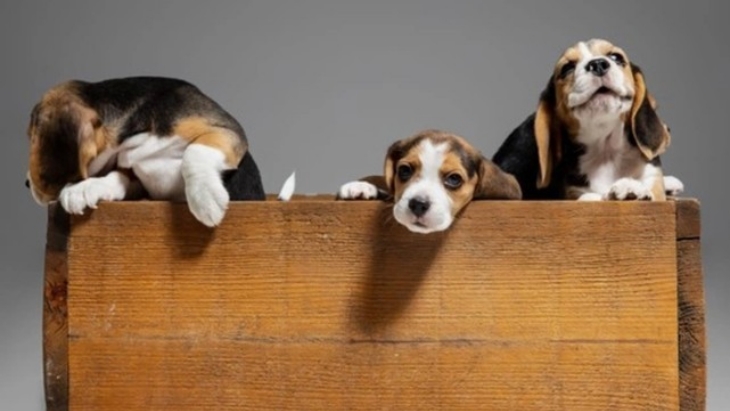 Analisis genetik 227 ras menemukan tingkat inbrida rata-rata 25 persen. (Foto: freepik.com/master1305)