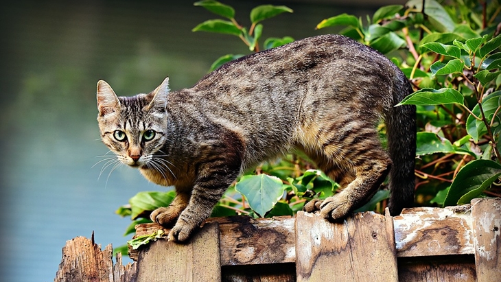 Kucing Rumahan Jangan Dibiarkan di Luar Rumah, Bahayanya bagi Kesehatan
