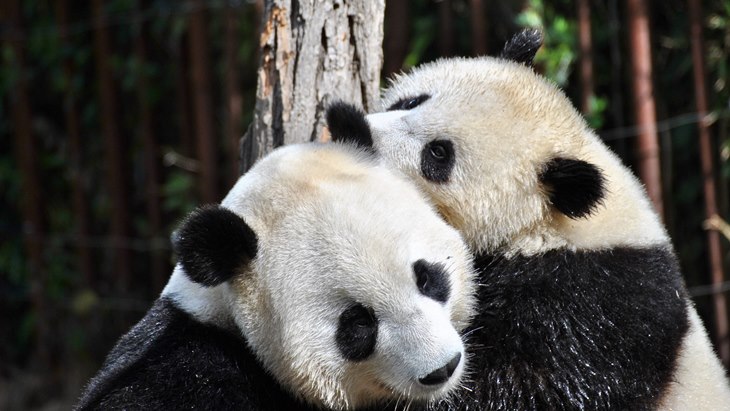 Setelah lebih dari 10 Tahun Pasangan Panda ini Kawin