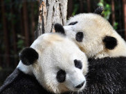 Setelah lebih dari 10 Tahun Pasangan Panda ini Kawin